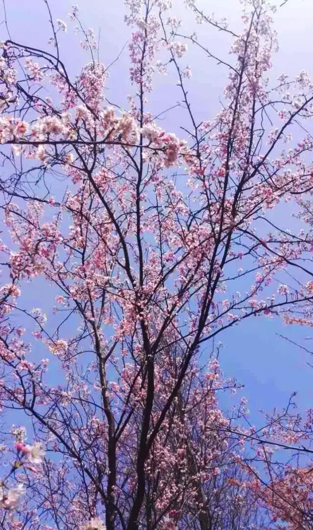 微信图片_20190316154012.jpg